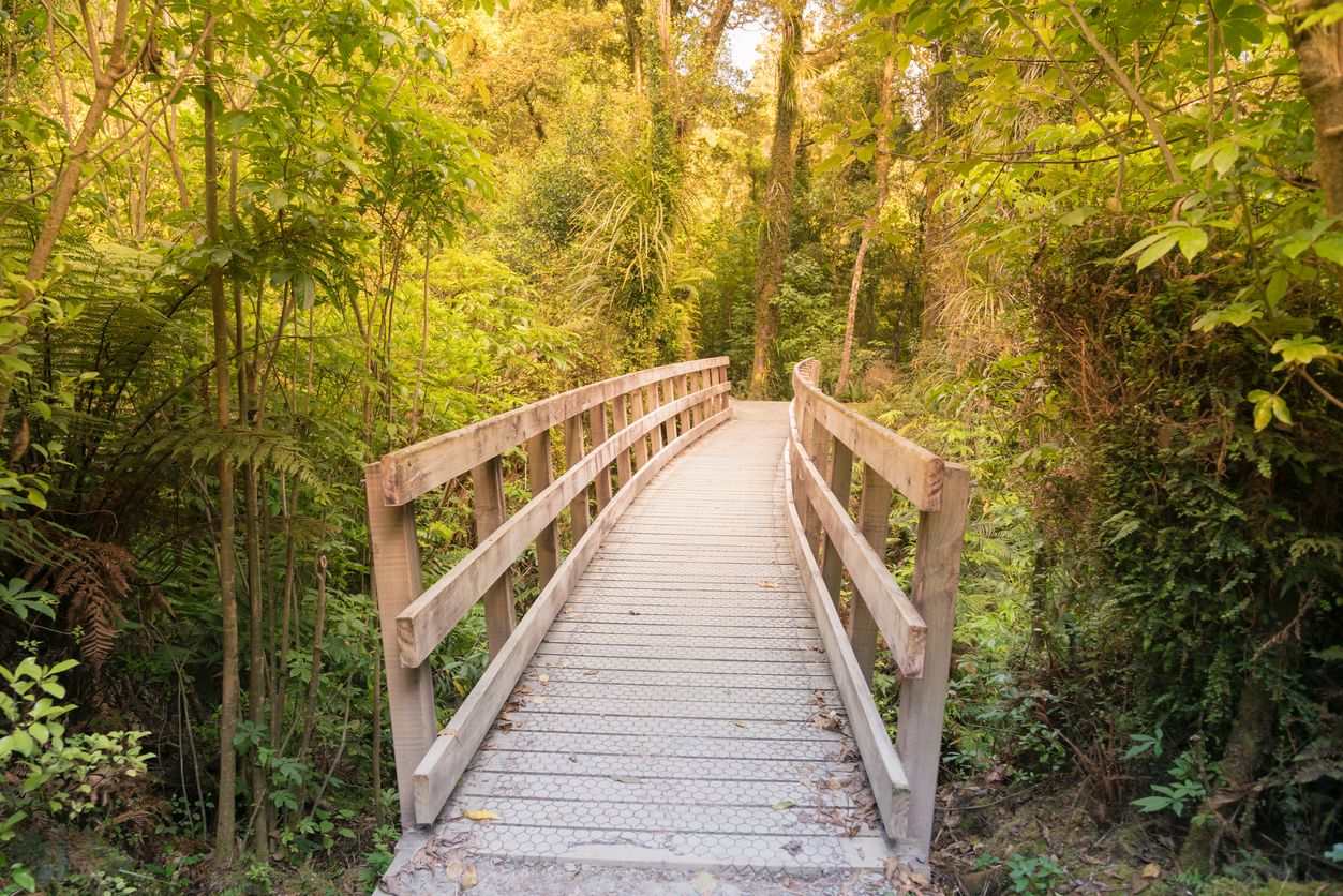 Wooden walking path leading to tropical rain forest, natural landscape background